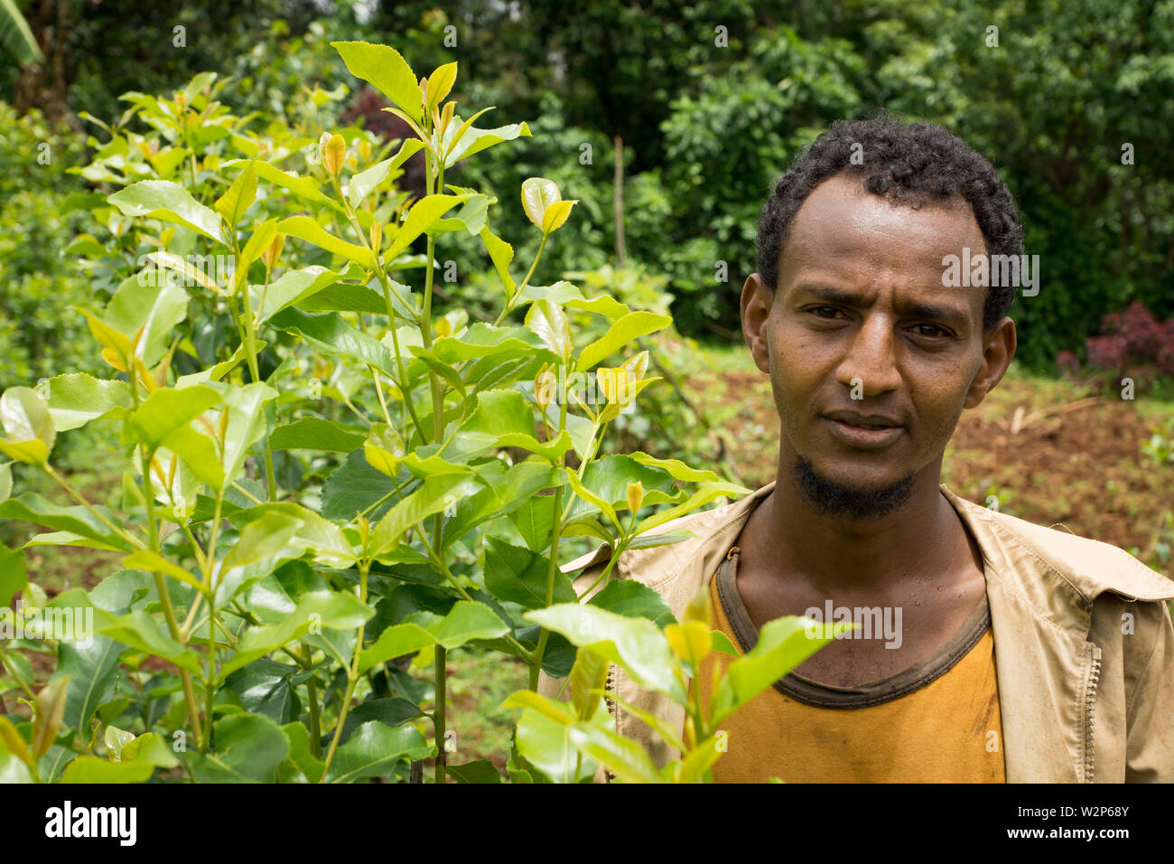 Young male farmer with khat plant on farm in Illubabor, Ethiopia Stock Photo
