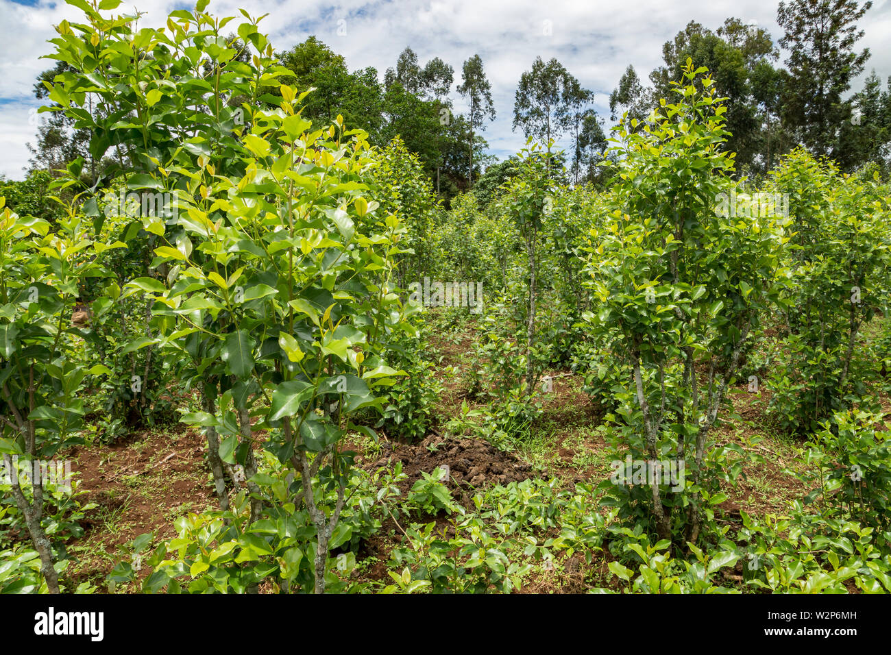 Young male farmer with khat plant on farm in Illubabor, Ethiopia Stock Photo