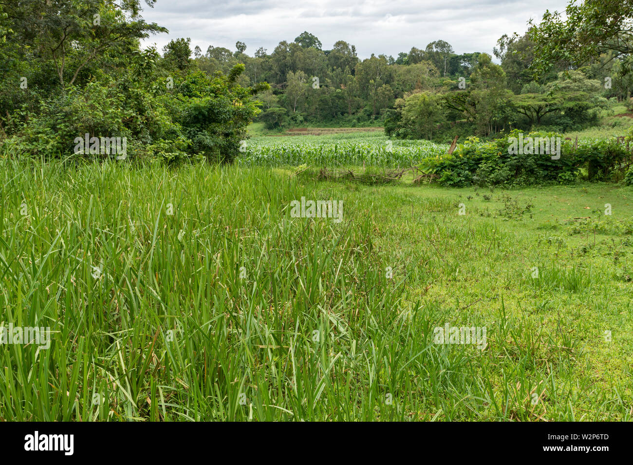 Wetland  - part cultivated, part natural vegetation (Cyperus latifolius) in Illubabor, Ethiopia Stock Photo