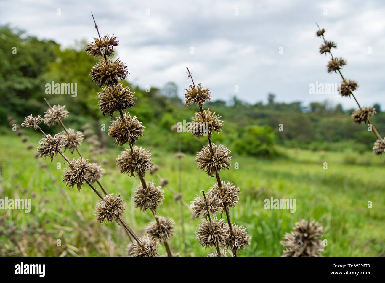 Hygrophila auriculata growing in a wetland in Illubabor, Ethiopia Stock Photo