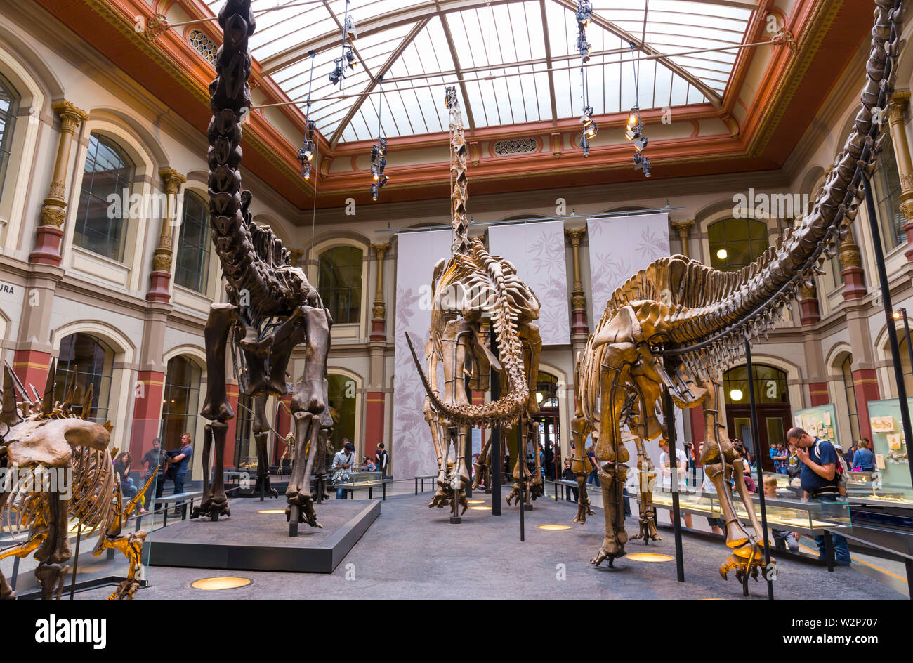 The Museum für Naturkunde (MfN), the Naturkundemuseum or Humboldt