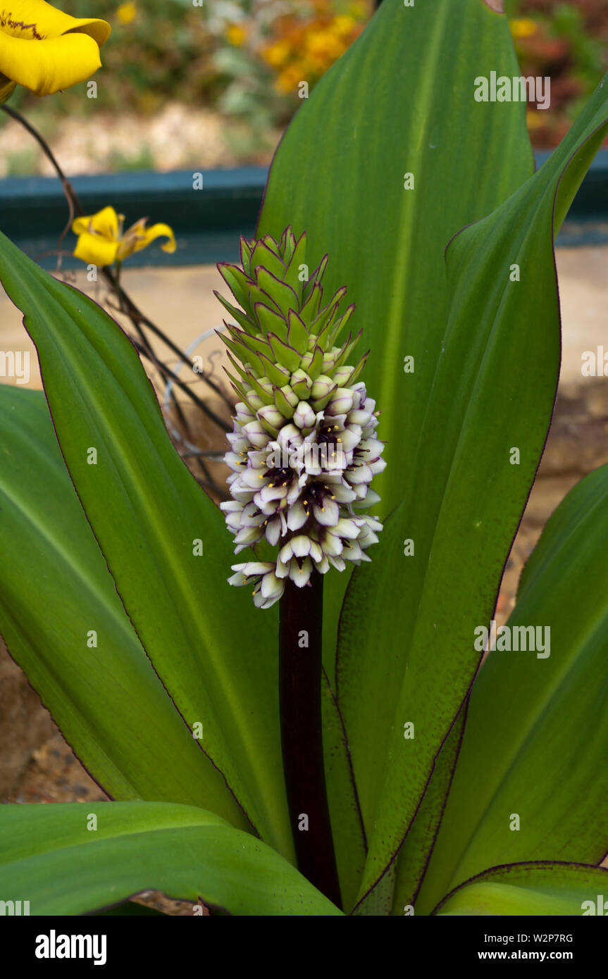 Montana Montane Pineapple Lily Stock Photo Alamy
