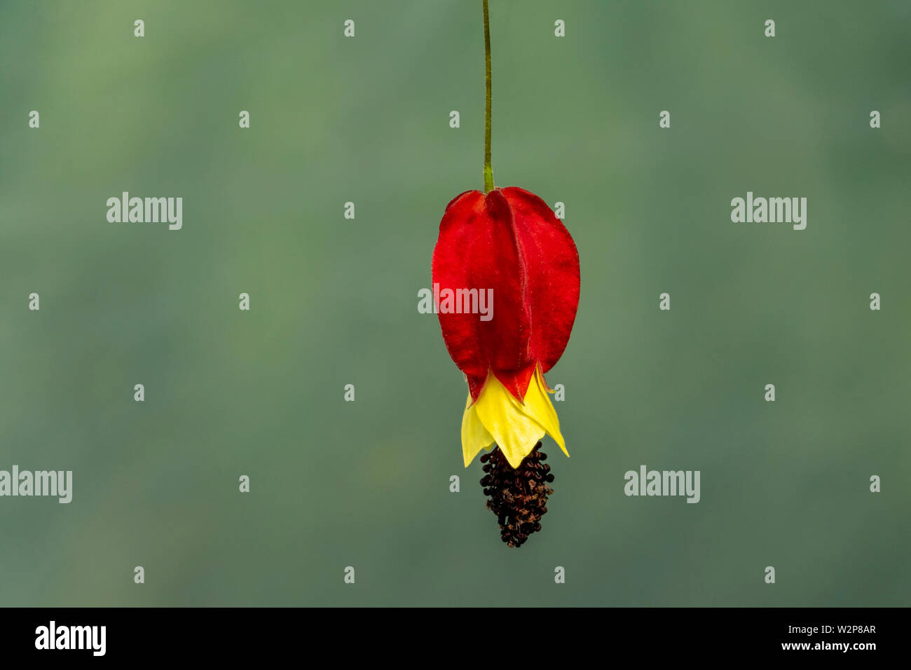 Single flower head of Abutilon megapotamicum against a soft focus pale green background Stock Photo