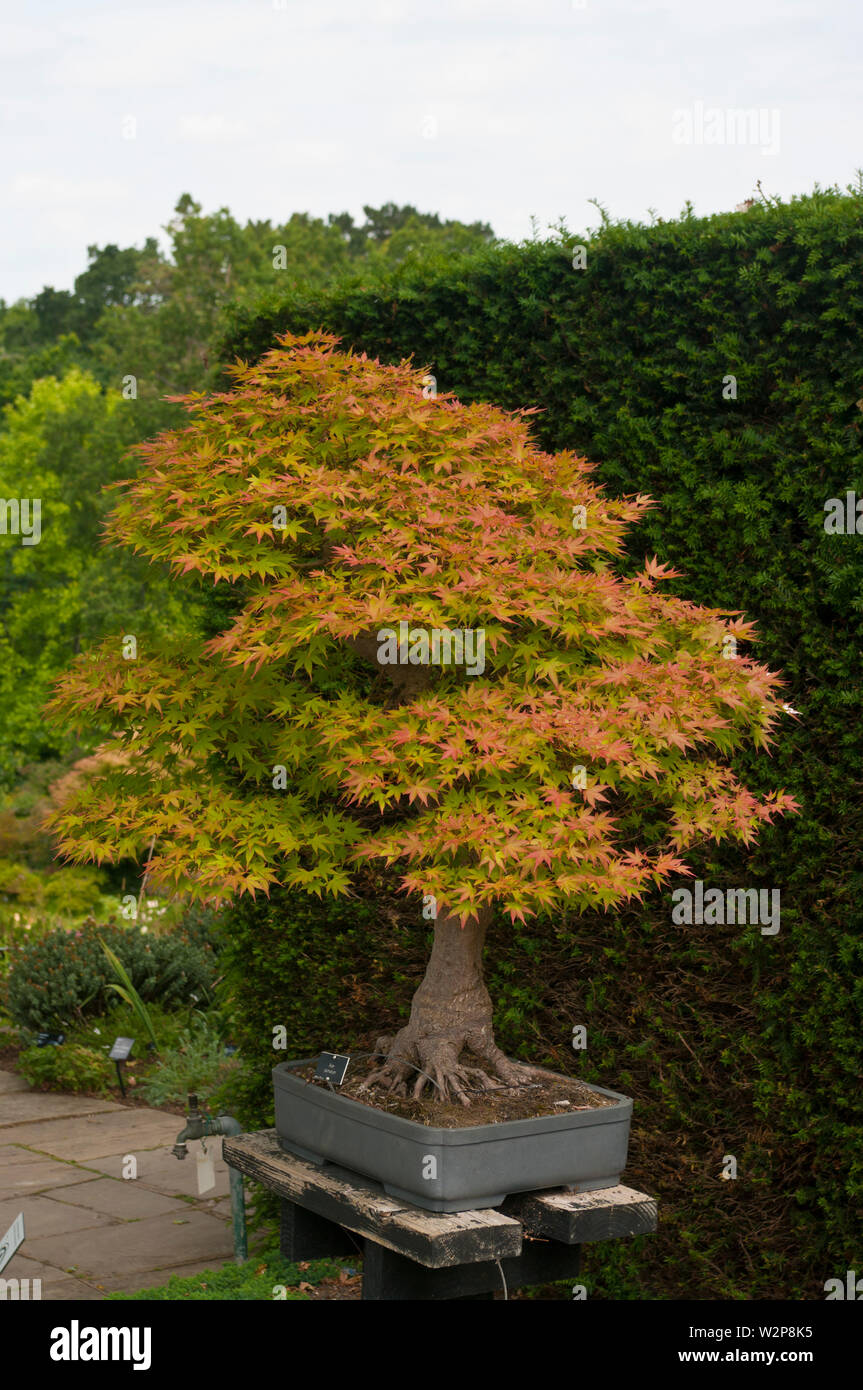 Bonsai Tree Acer Palmatum Stock Photo Alamy