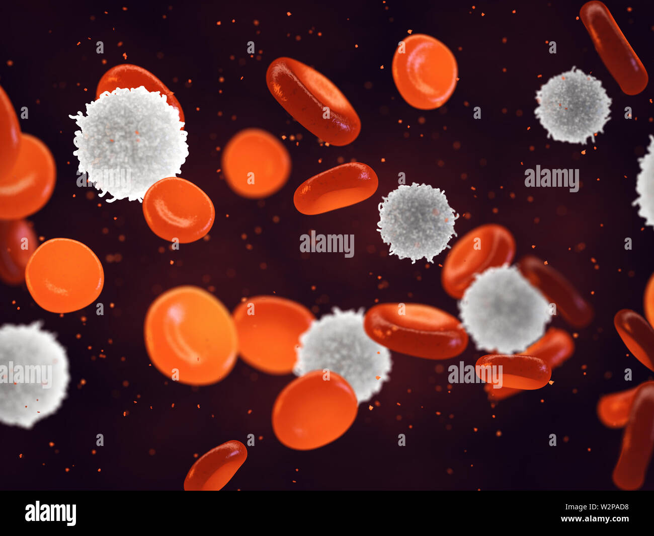 White and red  blood cells, Leukocytes are part of the immune system and are found in the blood and the lymphatic system Stock Photo