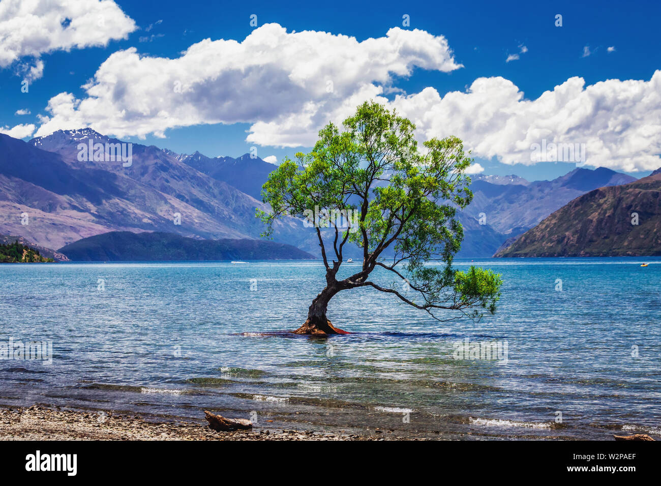 he most photographed tree in New Zealand, Lake Wanaka at sunset Stock