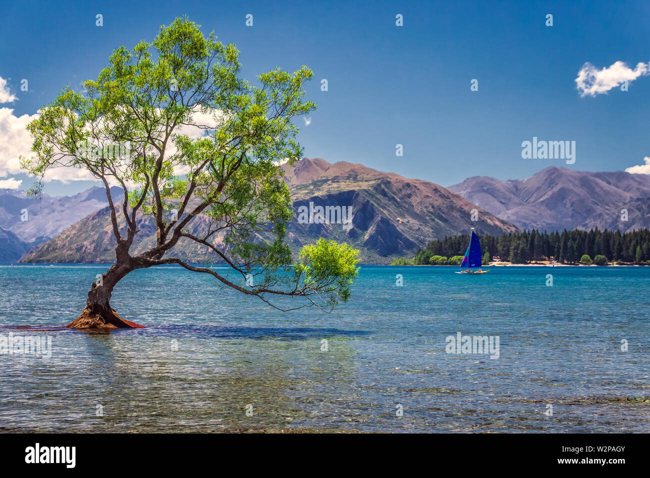 he most photographed tree in New Zealand, Lake Wanaka at sunset Stock