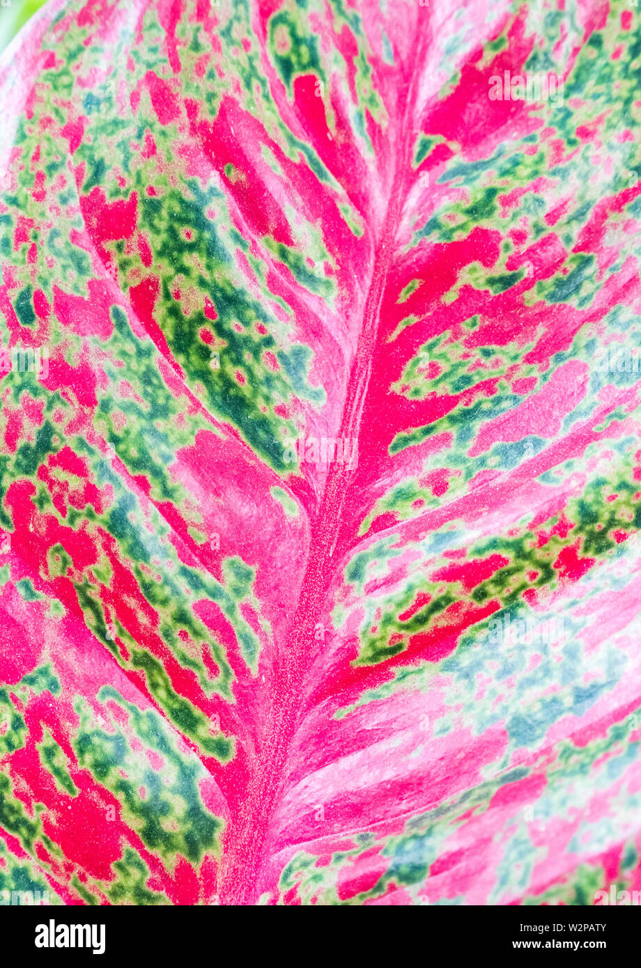 Closeup of the Aglaonema leaf(Chinese evergreen) of the tropical garden. Stock Photo