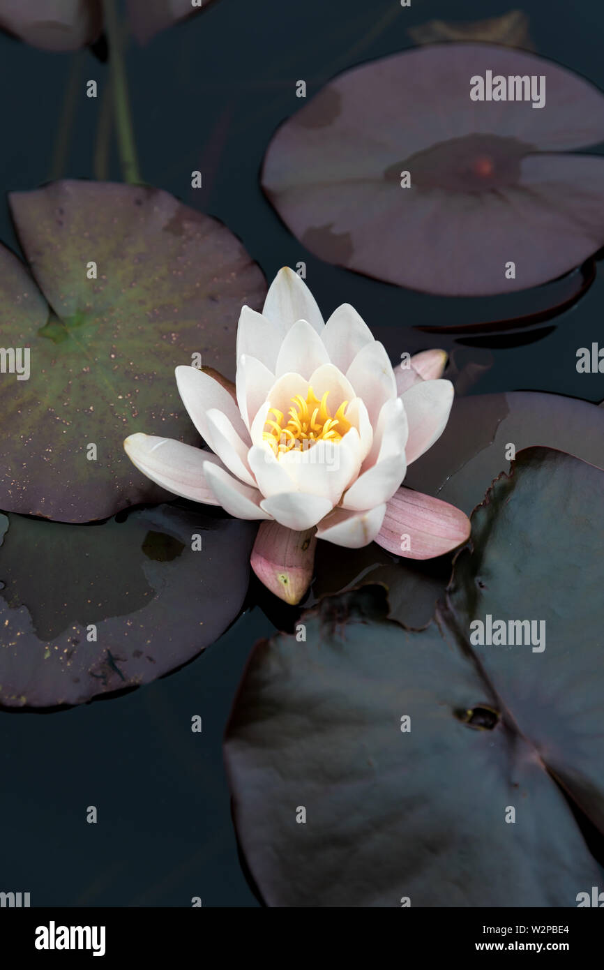 Pale pink water lily on pond with lily pads Stock Photo