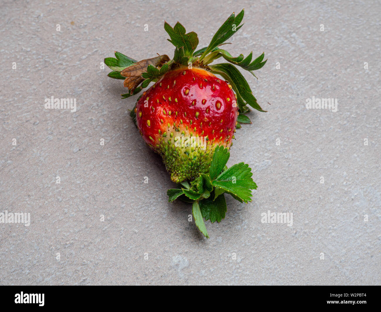 MODIFIED FOODS GMO One red strawberry, two stems and one