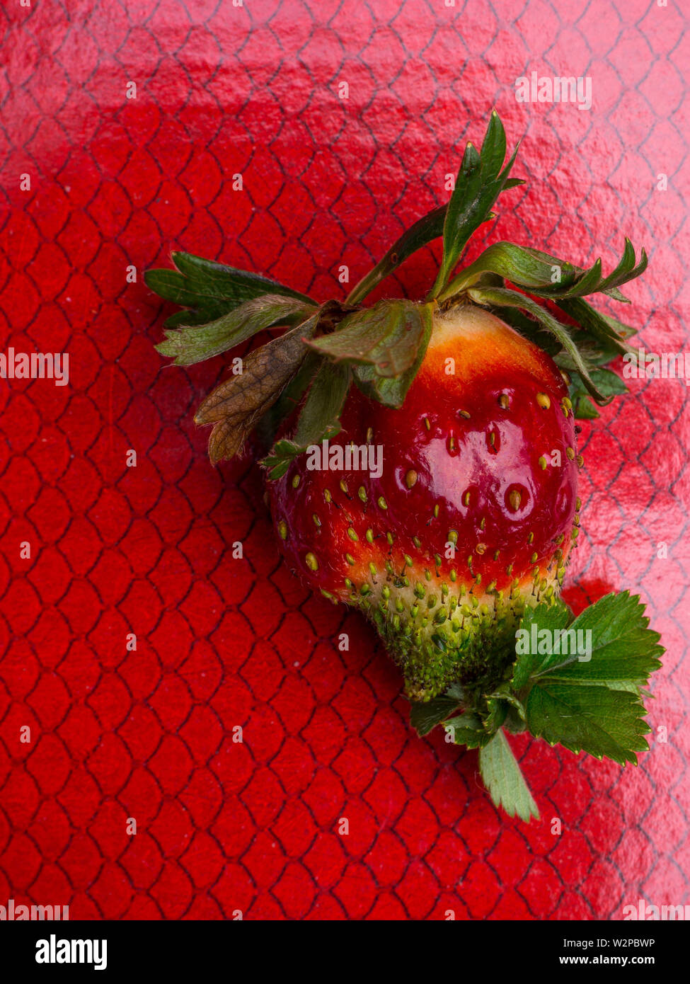 MODIFIED FOODS GMO One red strawberry, two stems and one