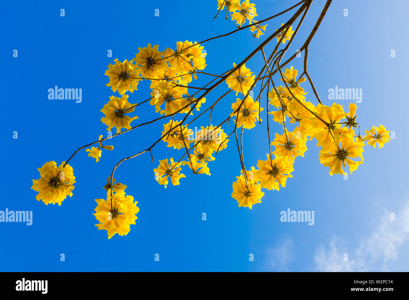 Yellow tabebuia flowers blossom on the blue sky background,Fuzhou,China Stock Photo