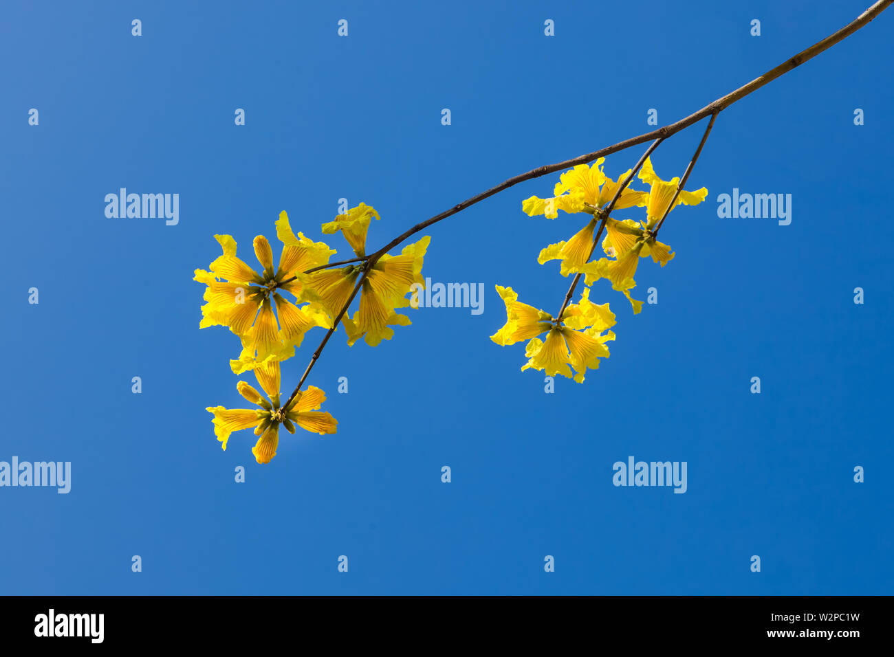 Yellow tabebuia flowers blossom on the blue sky background,Fuzhou,China Stock Photo