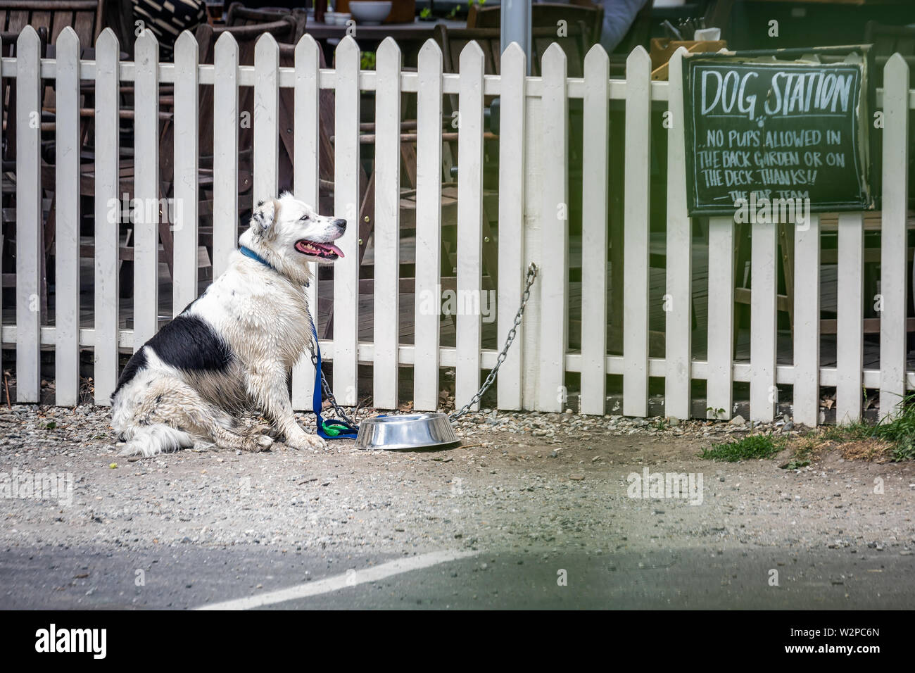 English Bulldog sits on the leash at historic city of Arrowtown, New Zealand. Stock Photo