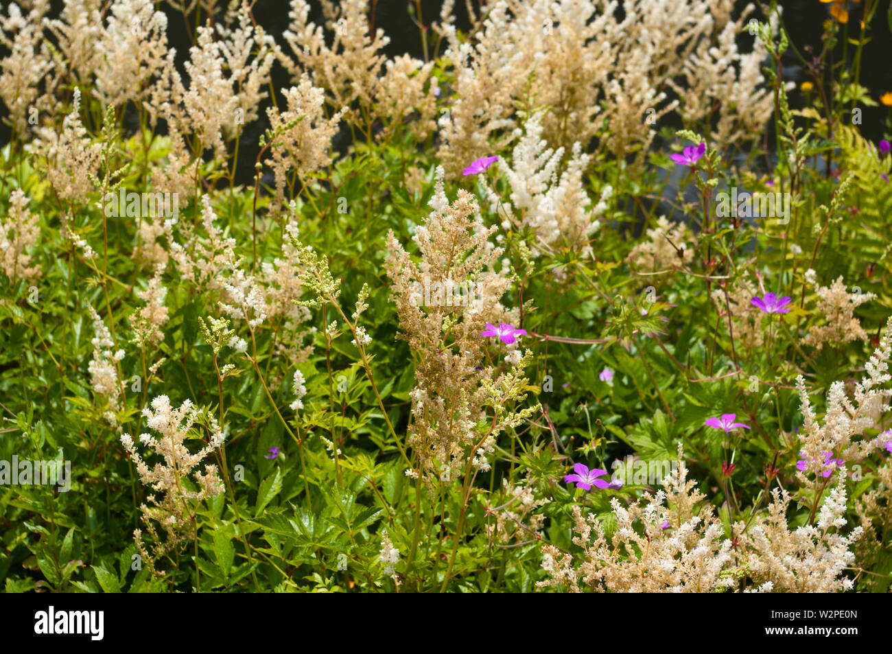 White Astilbe Diamant Stock Photo