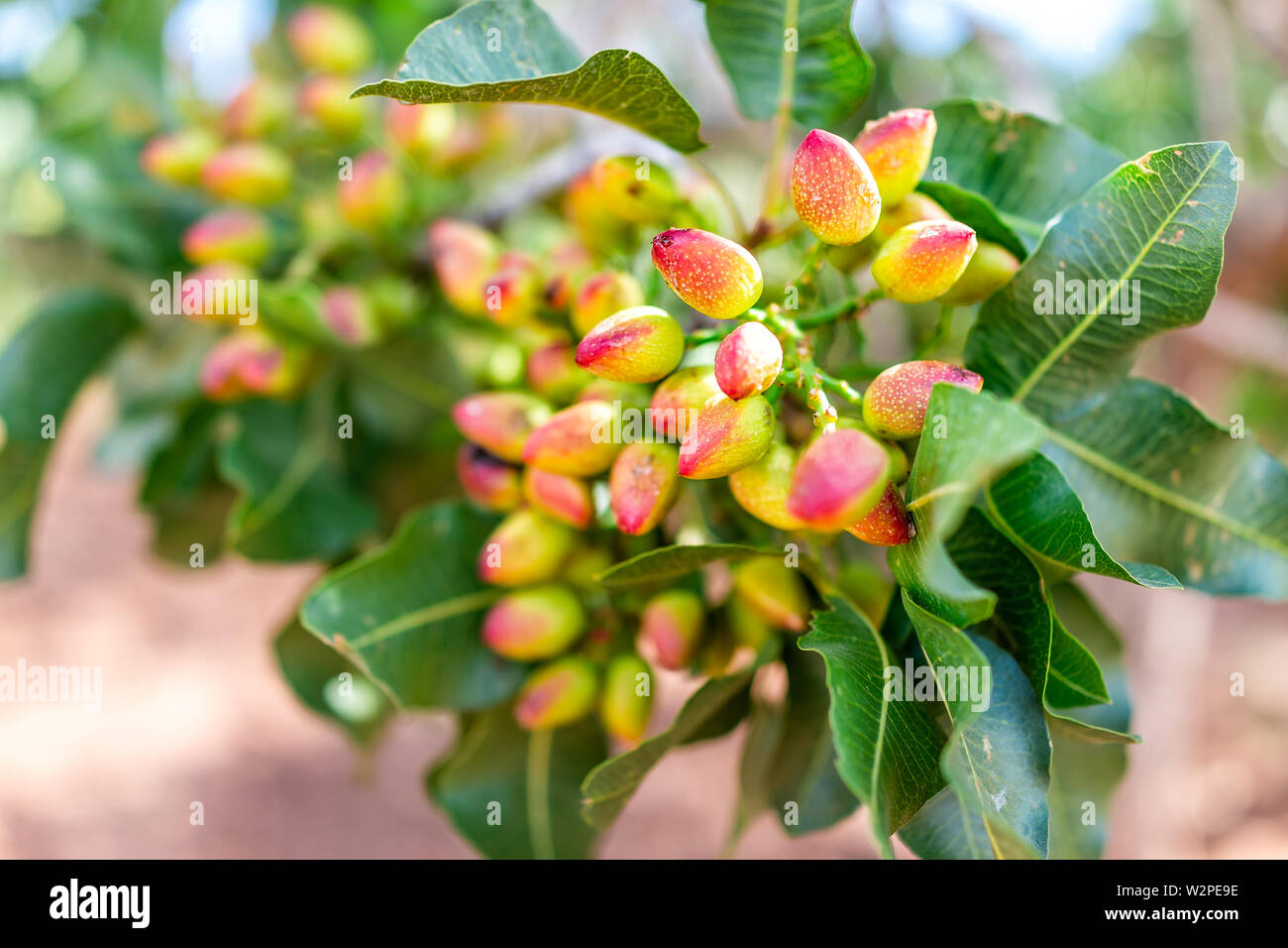 Pistachio Tree Orchard High Resolution Stock Photography and Images Alamy