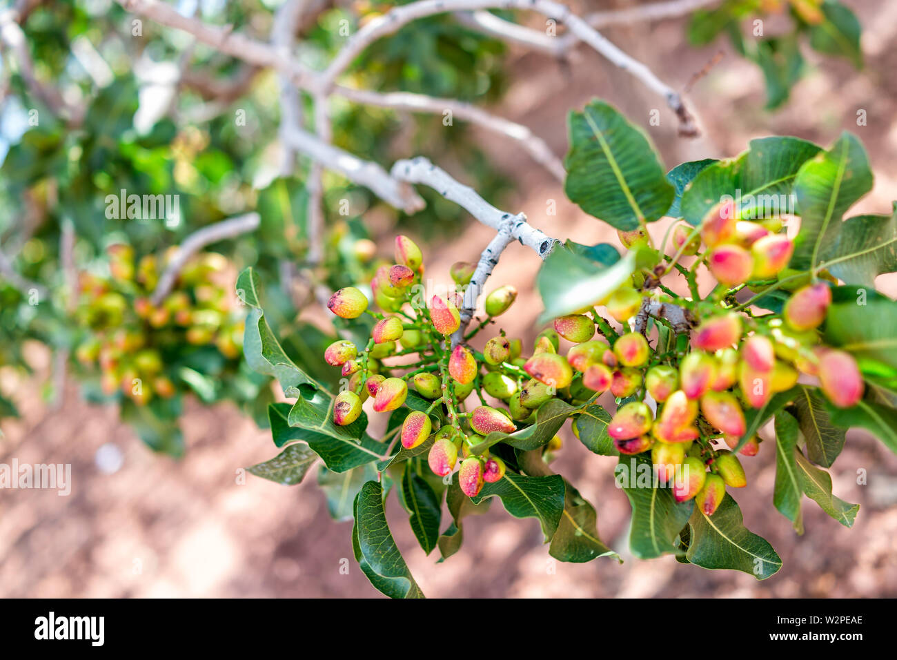 Pistachio tree orchard hires stock photography and images Alamy