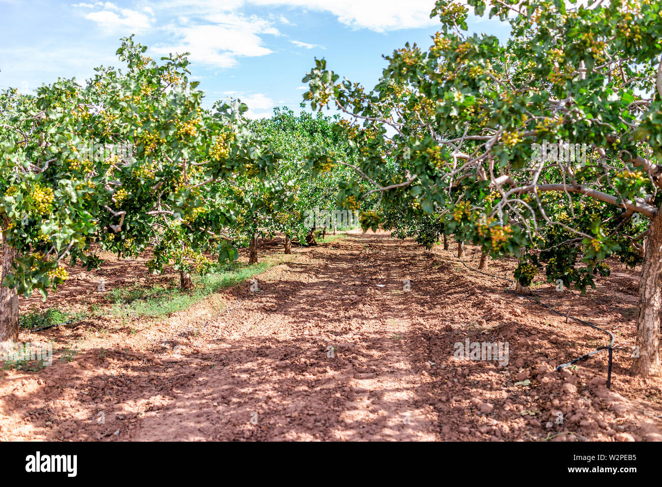 Pistachio Farm High Resolution Stock Photography And Images Alamy