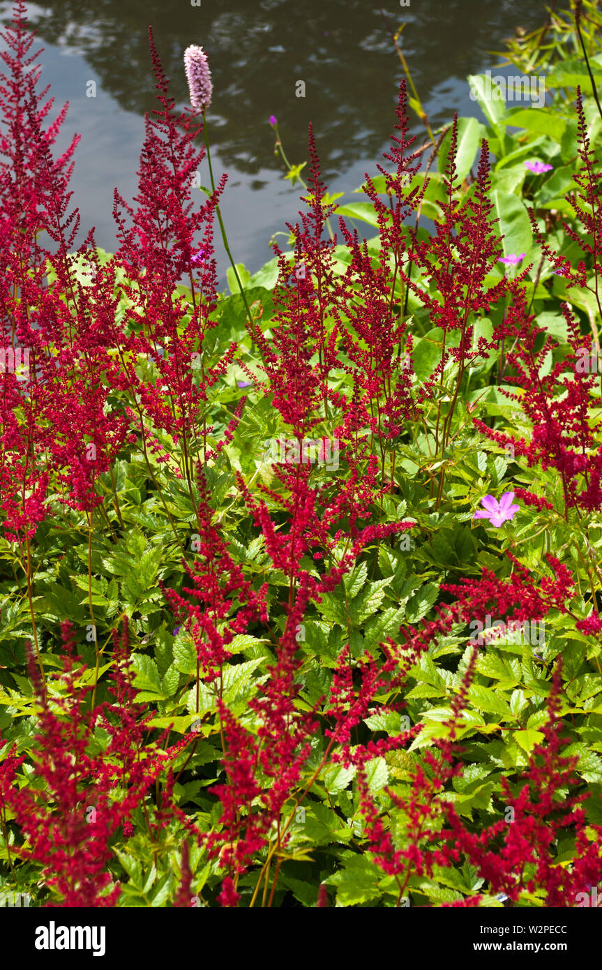 Red Astilbe Glut x Arendsii Stock Photo
