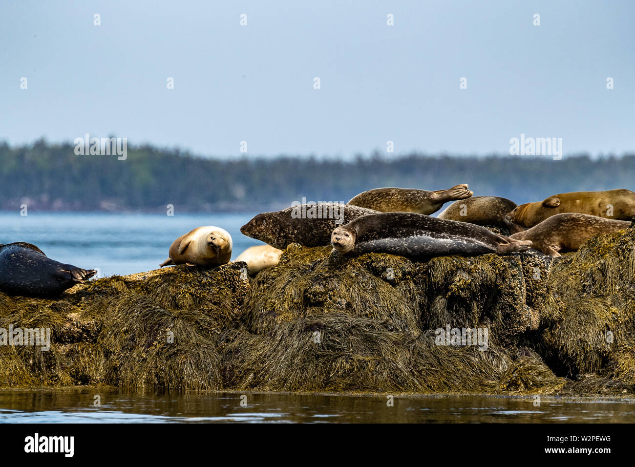 Seals basking in the sun Stock Photo