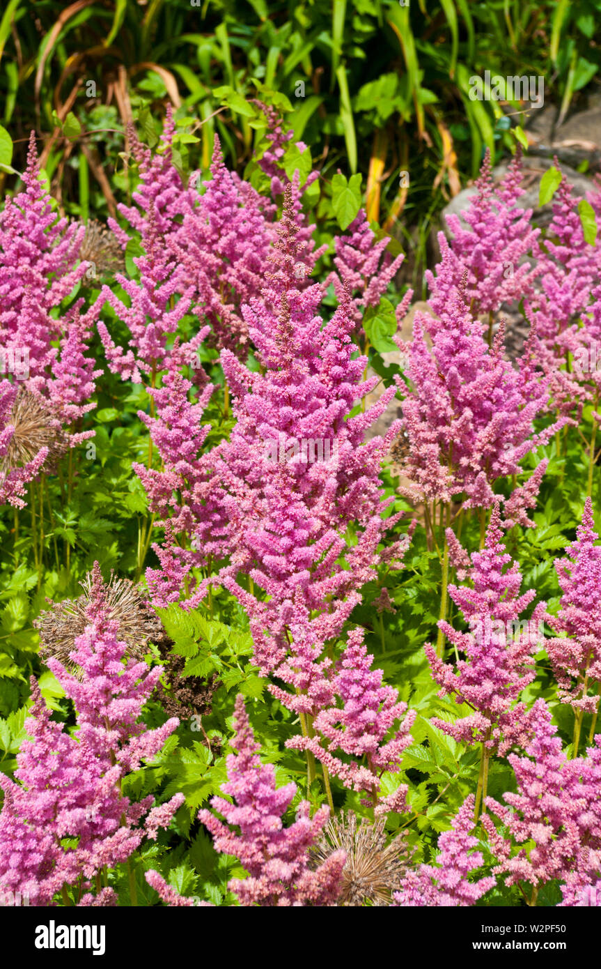 Pink Astlbe Chinensis Vision in Pink Stock Photo