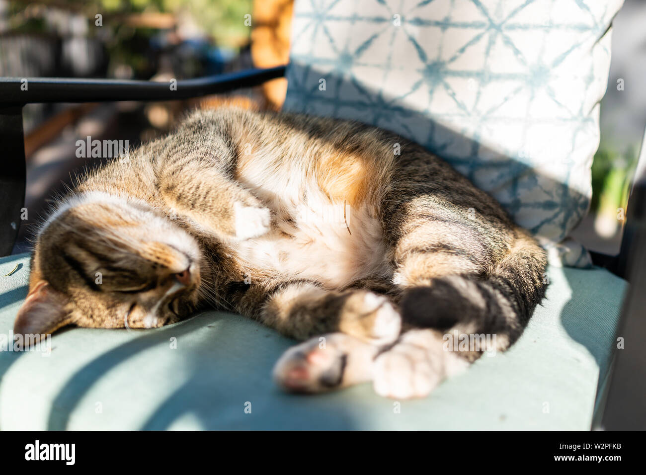 Tabby Cat Curled Up Sleeping High Resolution Stock Photography and