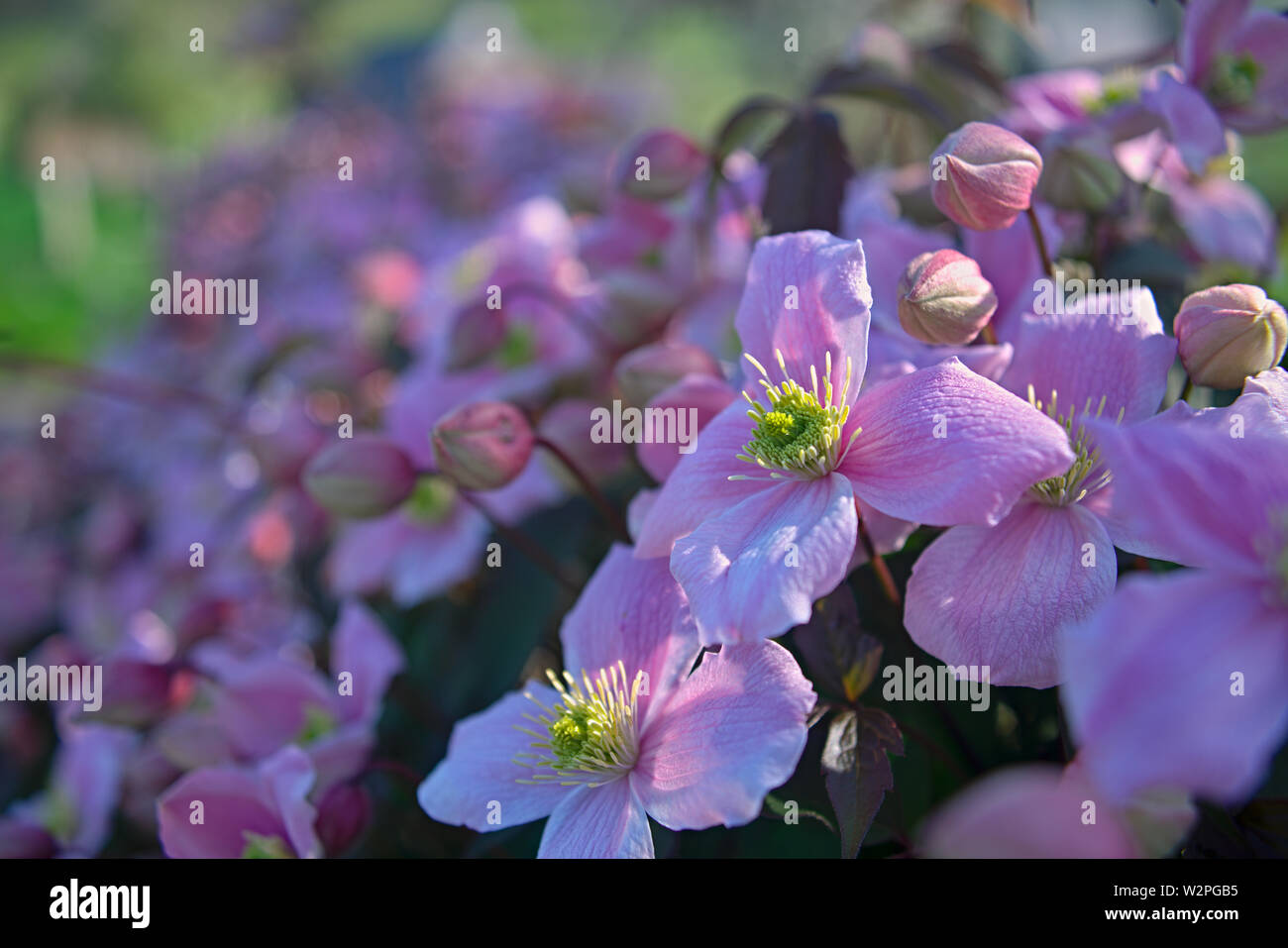 Plant full with blooming light purple flowers Stock Photo - Alamy