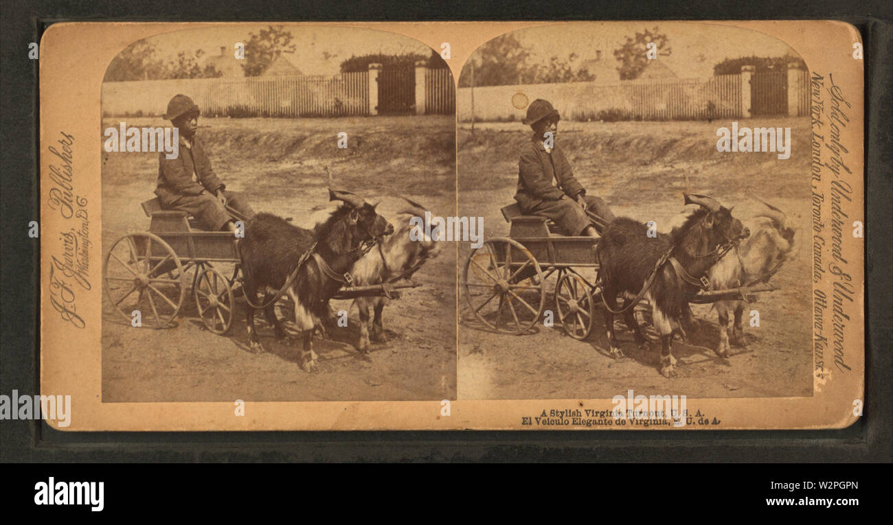 A stylish Virginia turnout, (showing African American boy in goat cart), by Jarvis, J F (John F), b 1850 Stock Photo