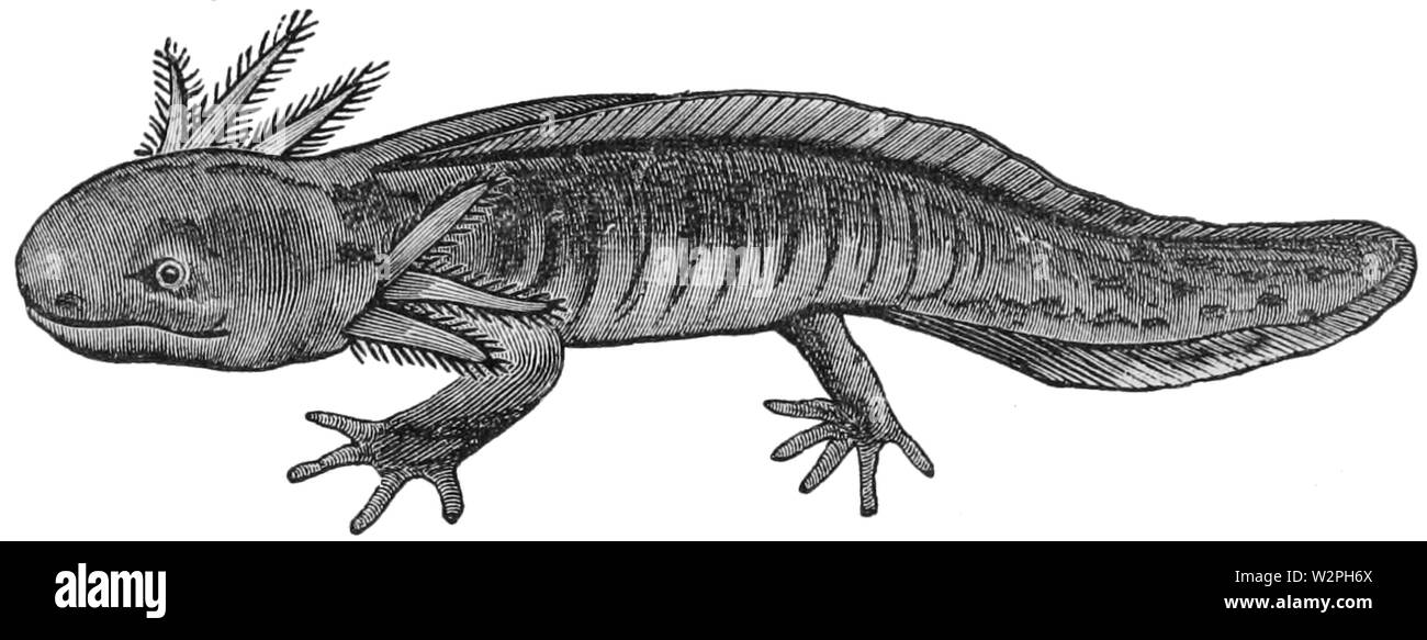 Axolotl Black And White Stock Photos Images Alamy Axolotl Black And White Stock Photos Images Alamy