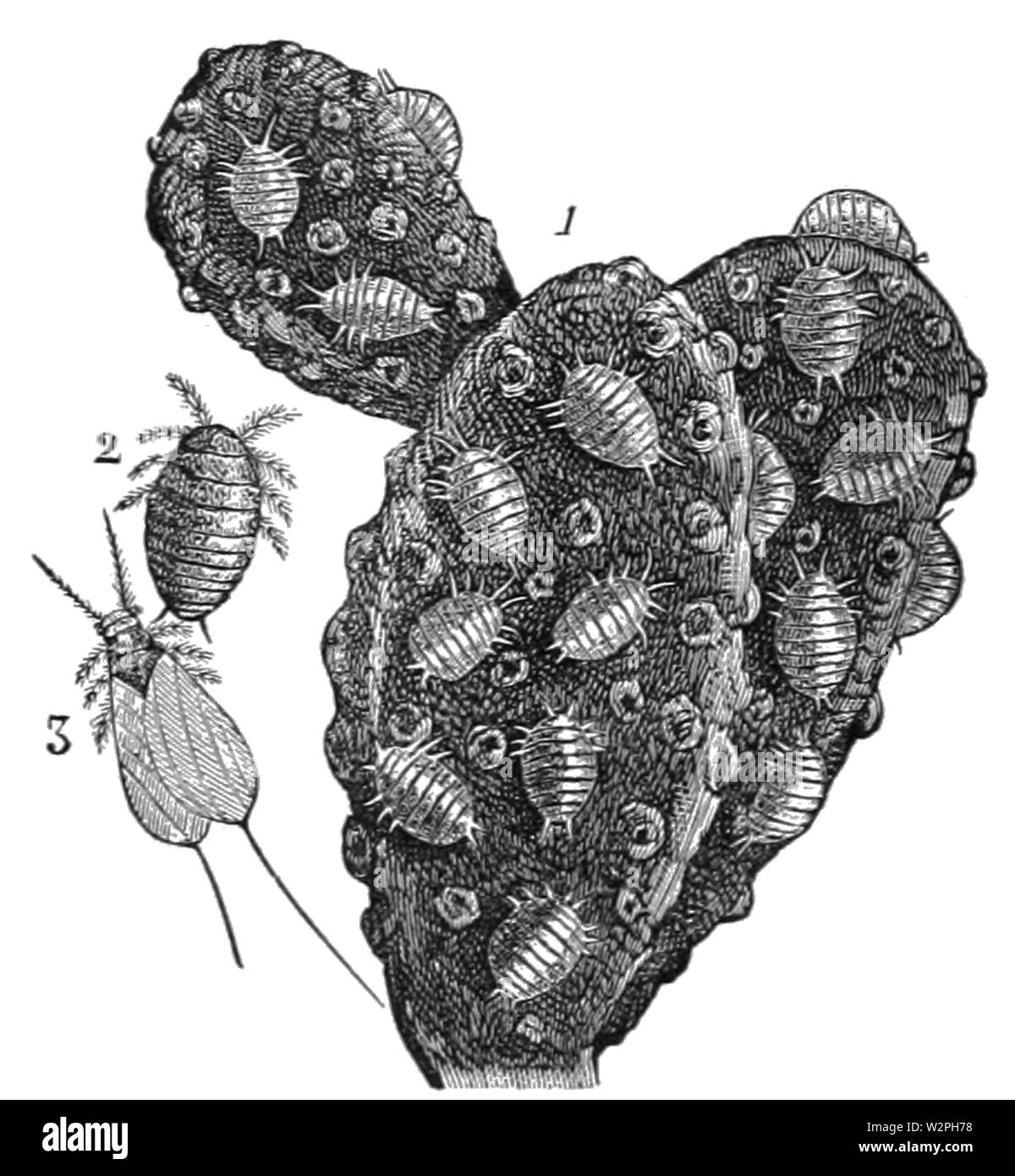 Cochineal insects Black and White Stock Photos & Images - Alamy