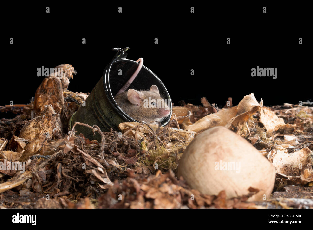 wild brown mice in a studio setting with bucket Stock Photo