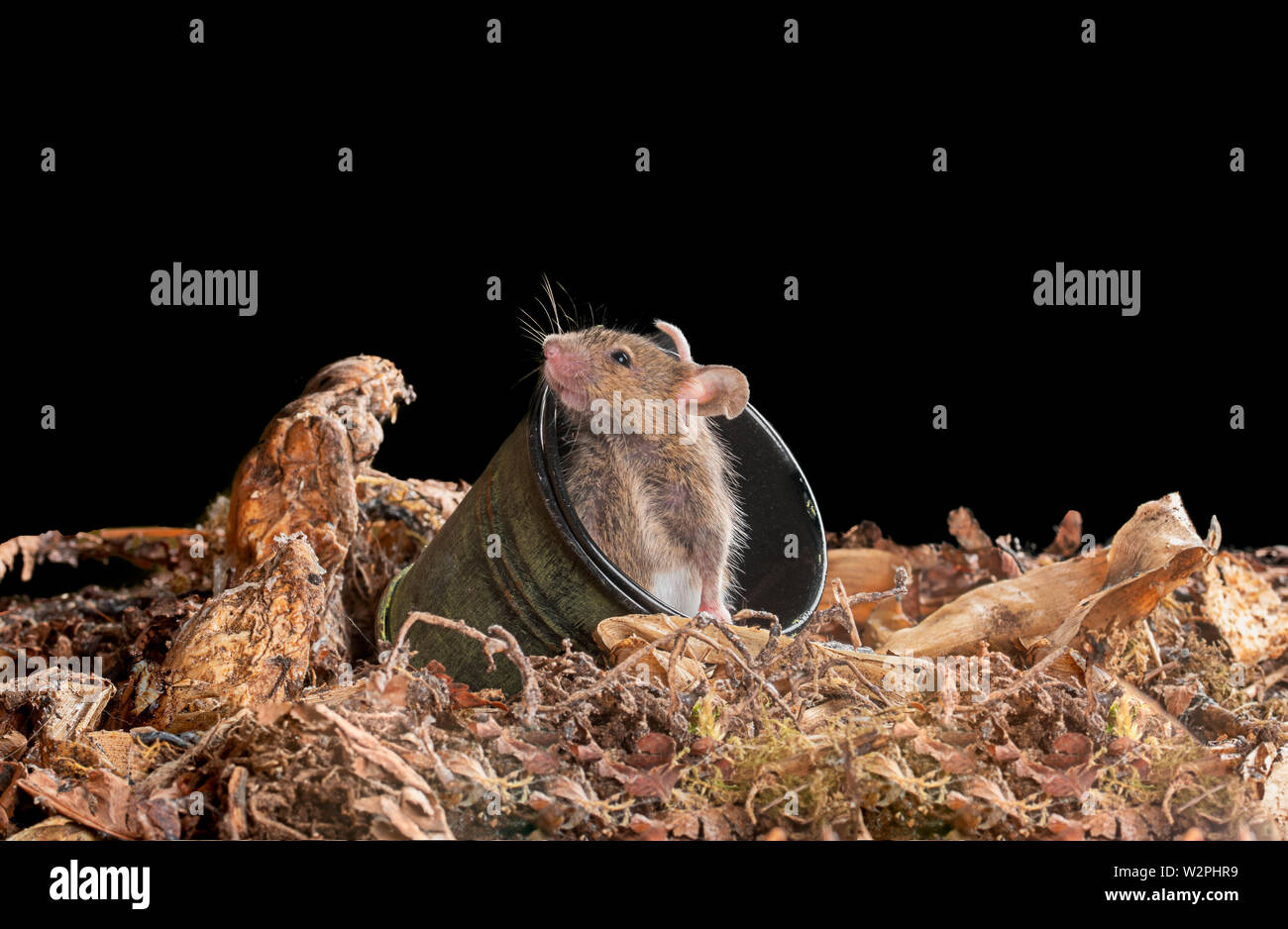 wild brown mice in a studio setting with bucket Stock Photo