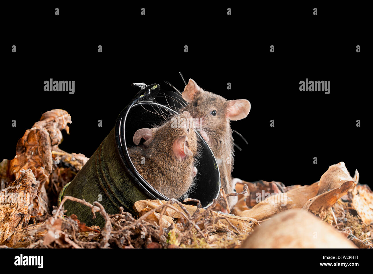 wild brown mice in a studio setting with bucket Stock Photo