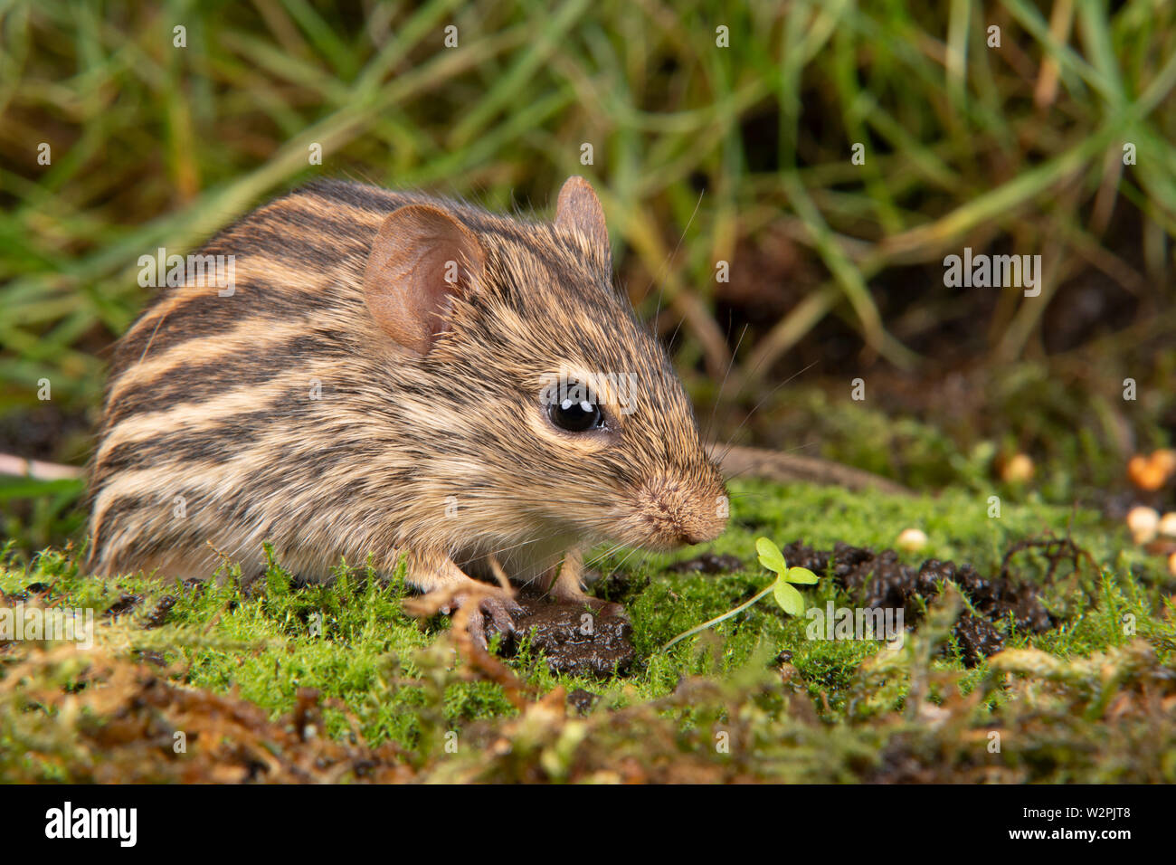 a wild Zebra mouse from the African Sahara region Stock Photo