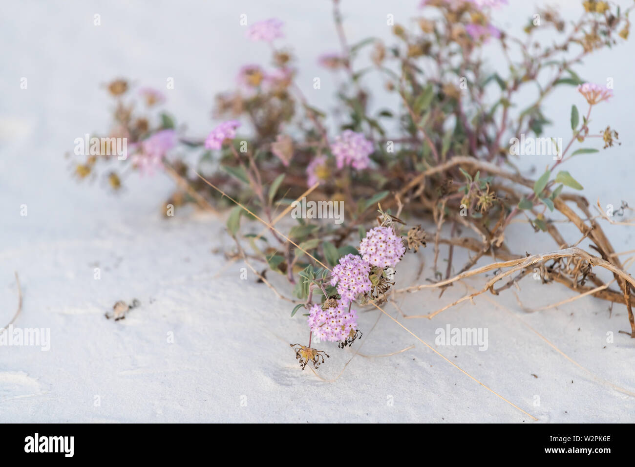 White sands dunes national park in New Mexico with purple sand verbena pink flowers plant on ground Stock Photo