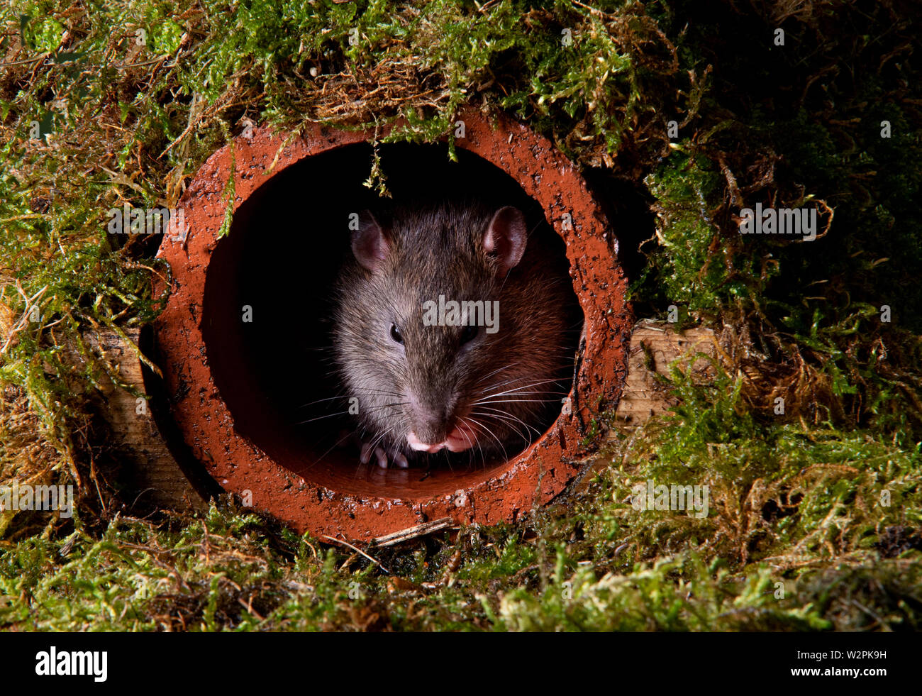 Rat king hi-res stock photography and images - Alamy