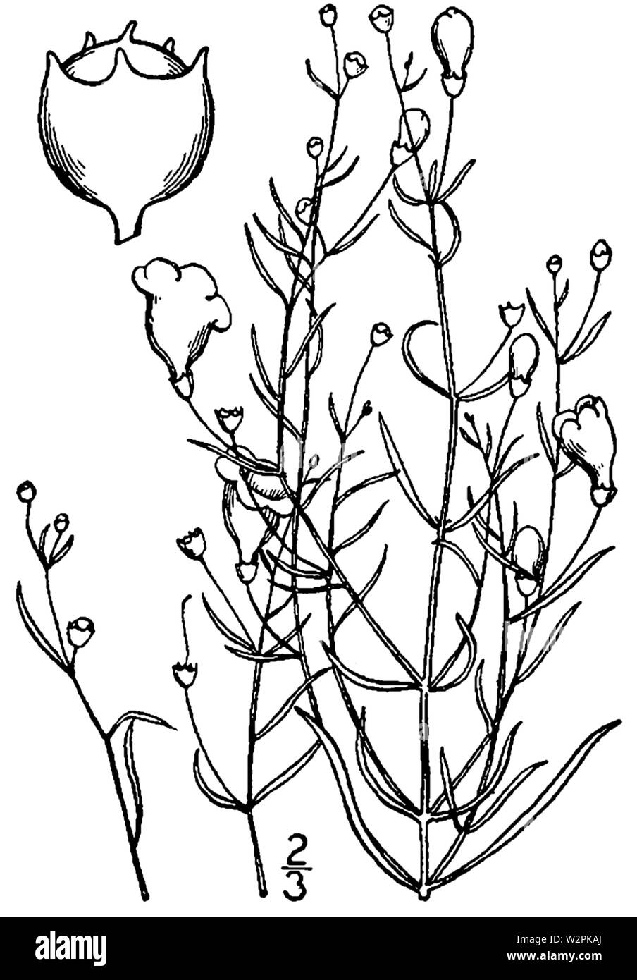 Agalinis setacea drawing Stock Photo