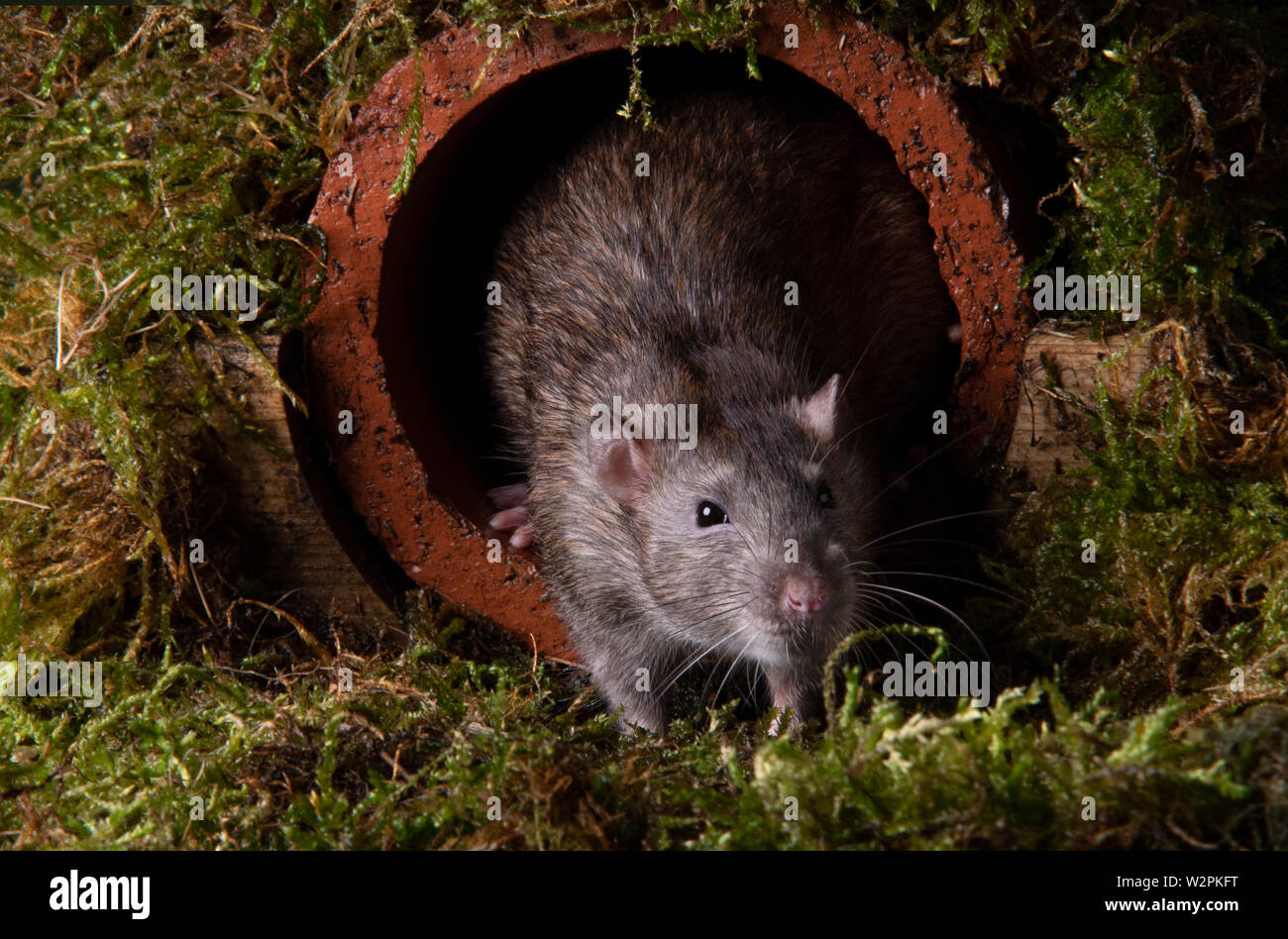 a wild rat in a studio setting emerging from a water pipe Stock Photo