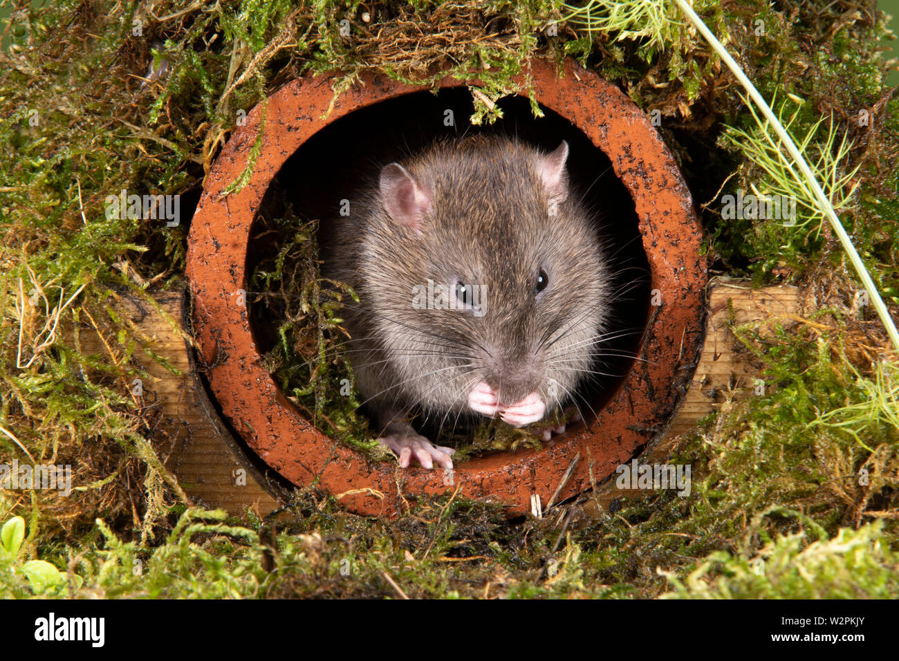 Rattus norvegicus brown rat teeth hi-res stock photography and images ...