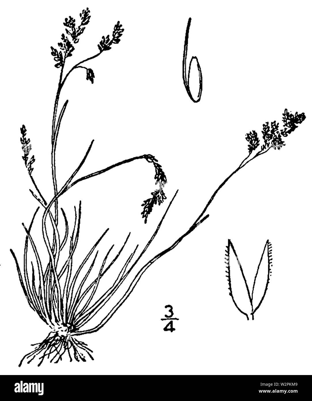 Agrostis mertensii BB-1913 Stock Photo
