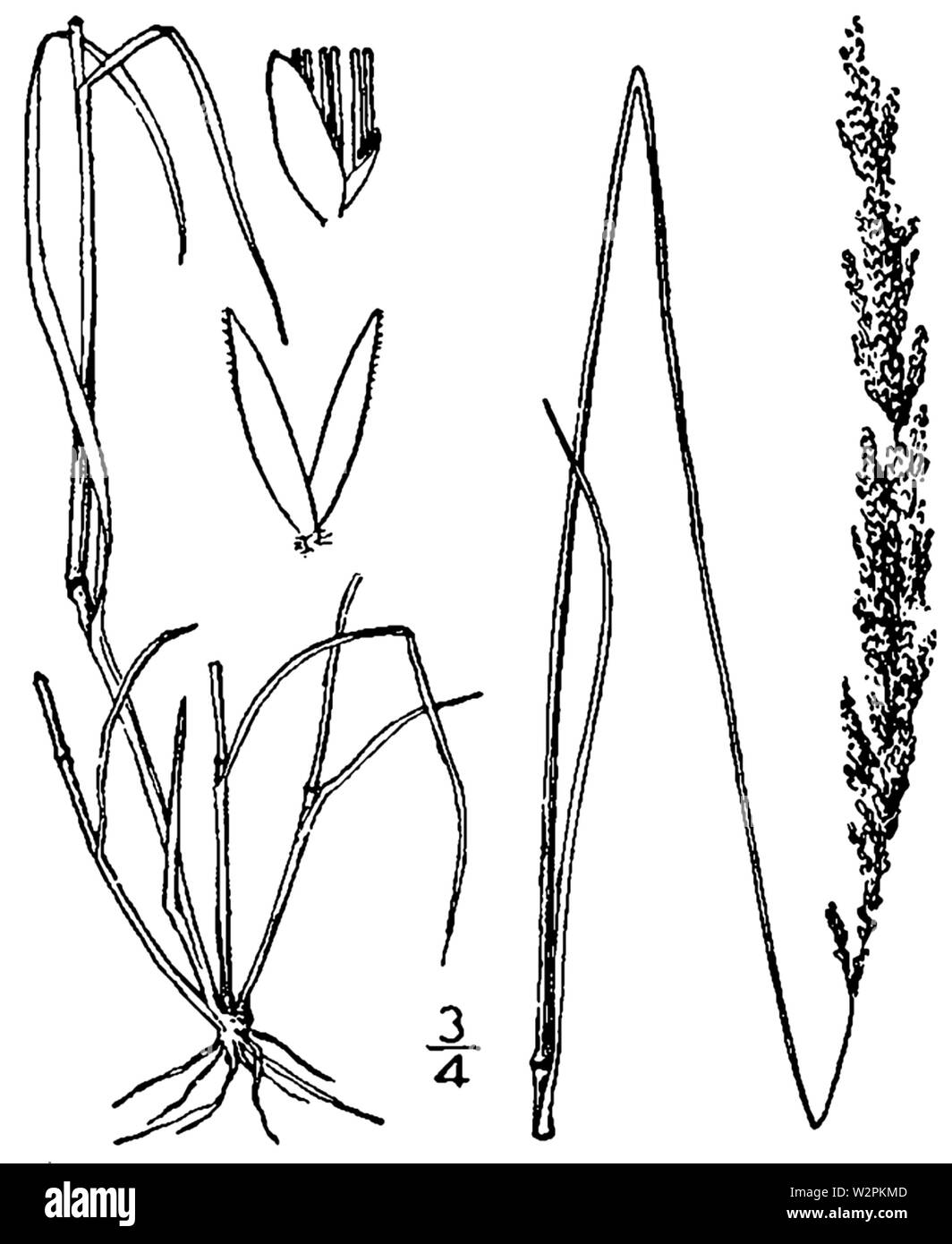 Agrostis stolonifera BB-1913 Stock Photo