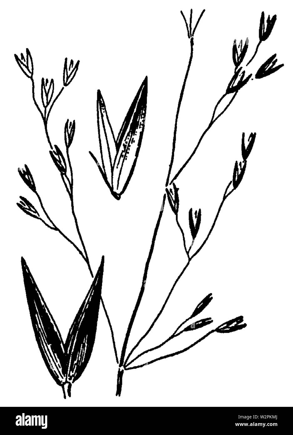 Agrostis aequivalvis drawing Stock Photo