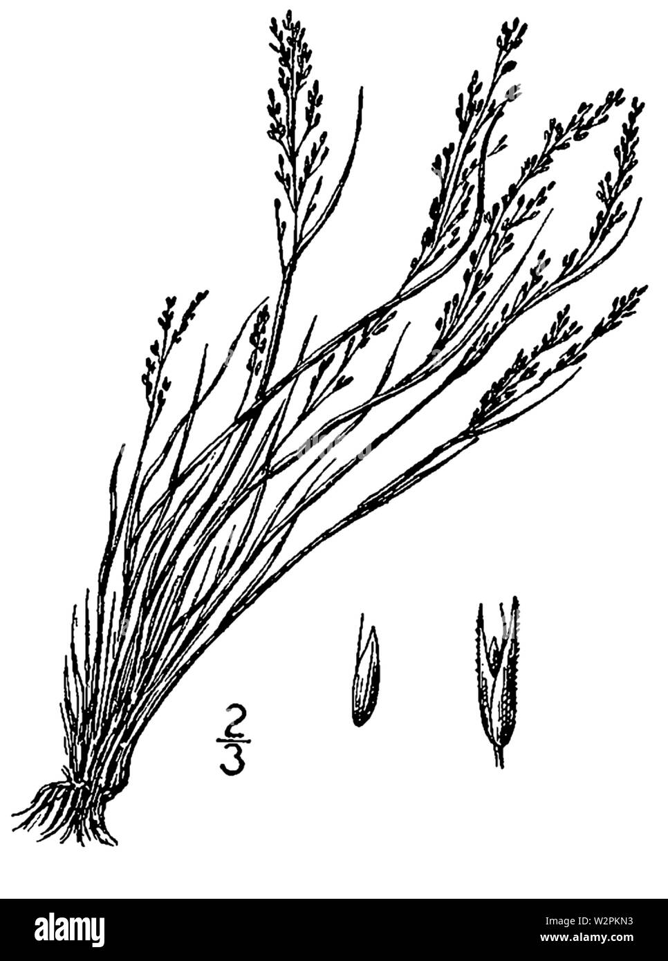 Agrostis scabra BB-1913 Stock Photo