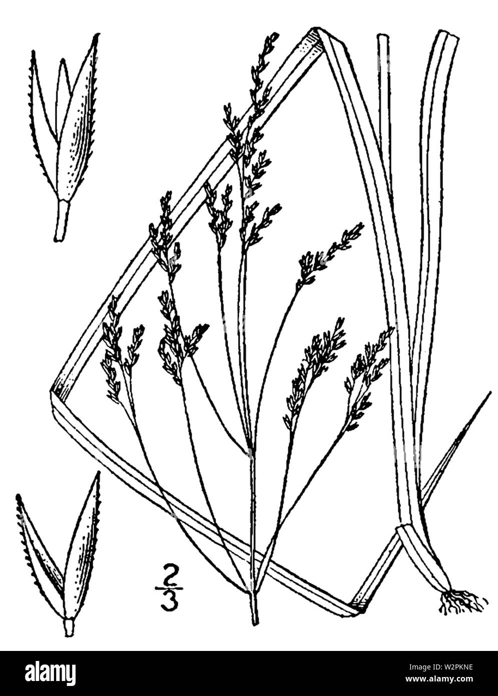 Agrostis perennans BB-1913 Stock Photo