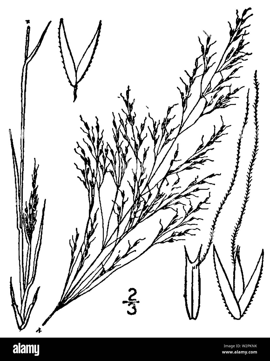 Agrostis elliottiana BB-1913 Stock Photo