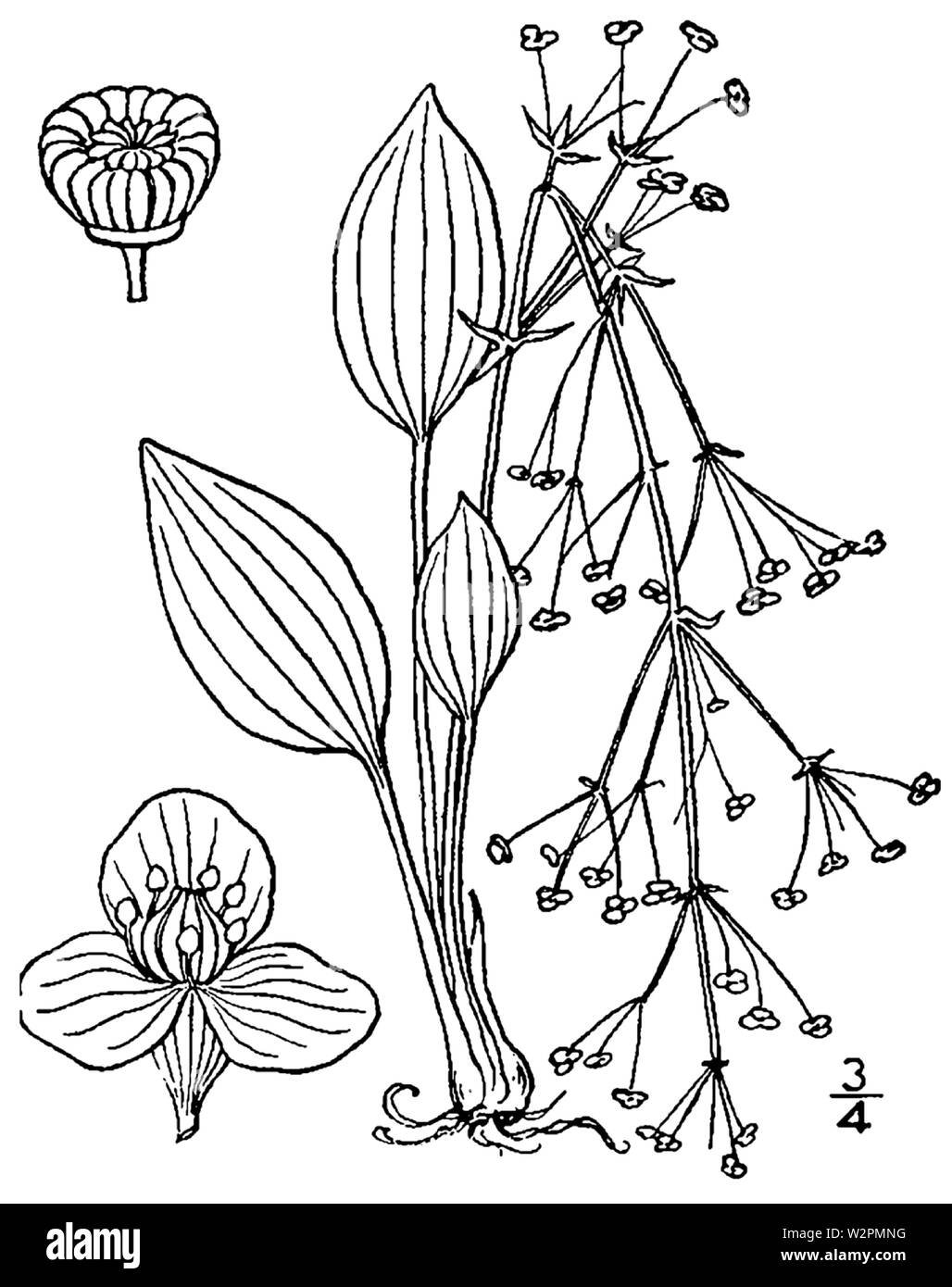 Early anatomy drawing Black and White Stock Photos & Images