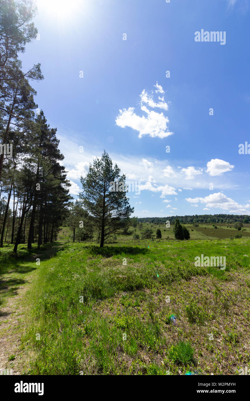 Heath landscape in summer Stock Photo
