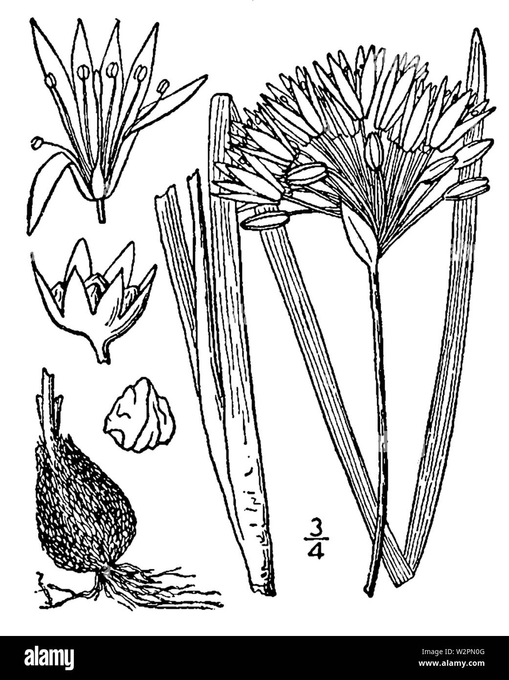 Allium canadense mobilense drawing Stock Photo