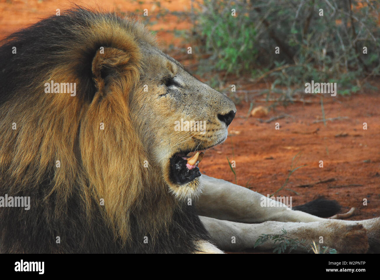 South African Safari- The majesty of a beautiful wild male lion lion at rest after a feast of freshly killed Zebra. Stock Photo