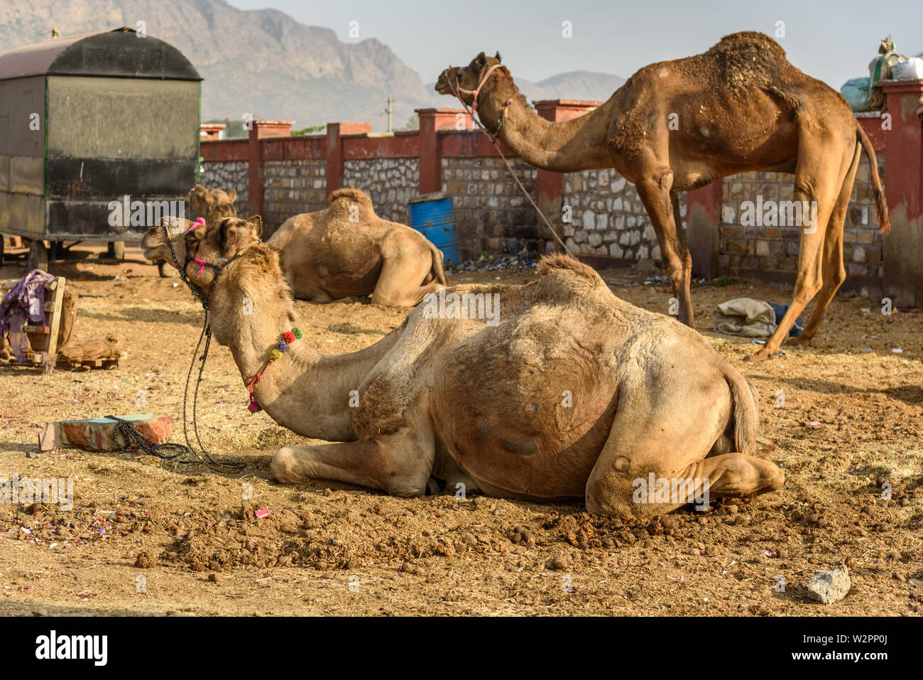 Camels on the street in Ajmer. Rajasthan. India Stock Photo